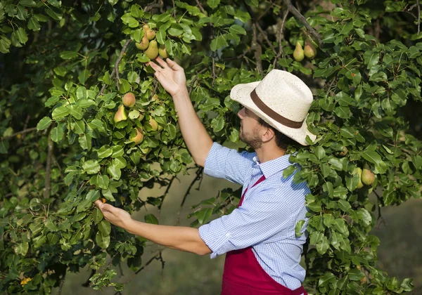 Giardiniere raccogliendo frutta — Foto Stock