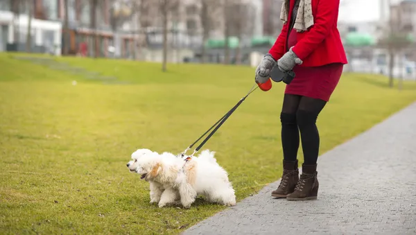 Retrato de inverno de mulheres grávidas andando cães — Fotografia de Stock