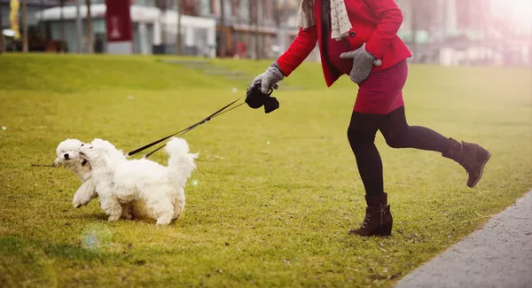 Retrato de invierno de una mujer embarazada paseando perros — Foto de Stock