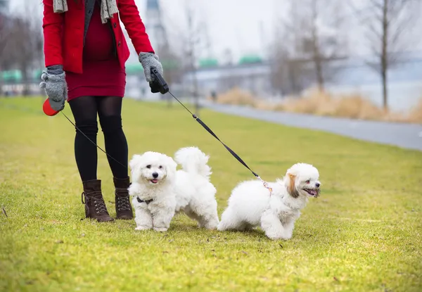 Winterporträt einer schwangeren Frau, die Hunde spazieren führt — Stockfoto