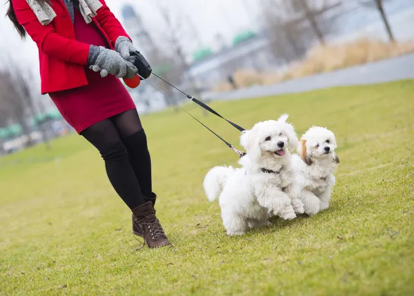 Зимний портрет беременной женщины, выгуливающей собак — стоковое фото