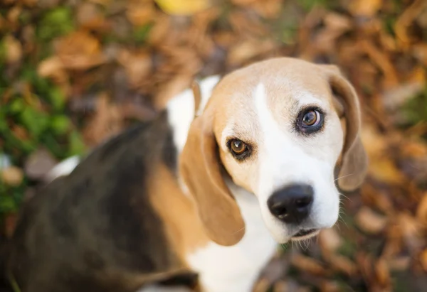 Cão Beagle — Fotografia de Stock