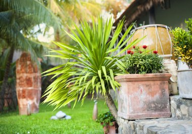 Yeşil tropikal Bahçe