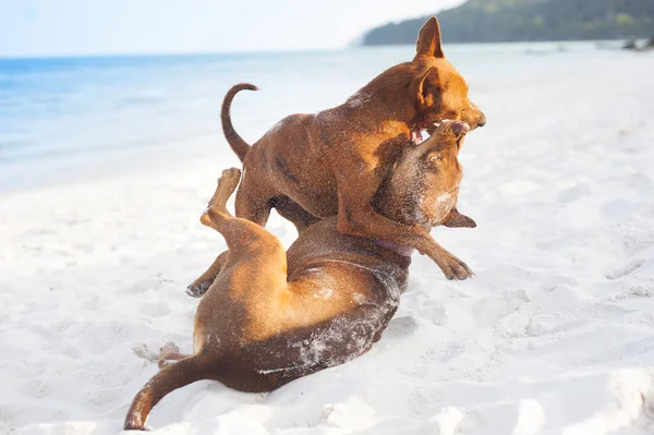 Cani sulla spiaggia — Foto Stock