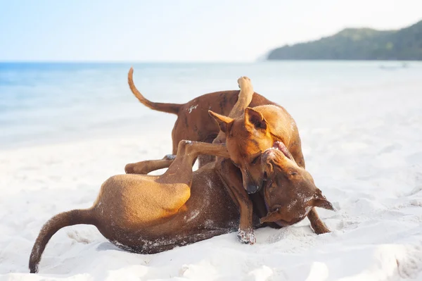 Собаки на пляже — стоковое фото