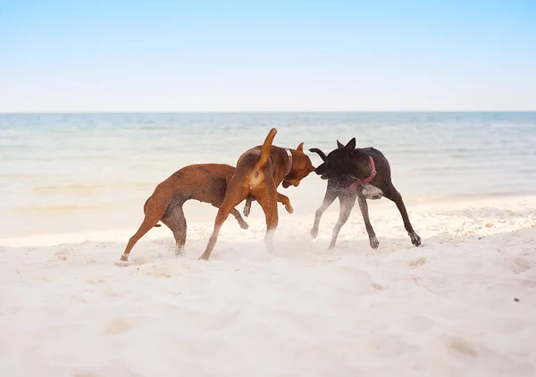 Cani sulla spiaggia — Foto Stock