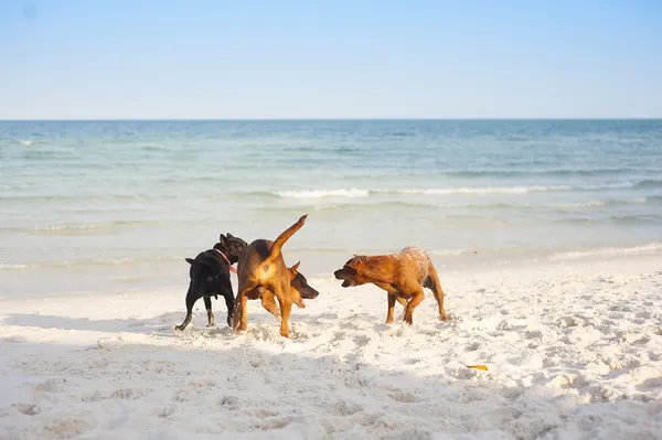 Cani sulla spiaggia — Foto Stock