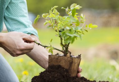 Male hands planting small tree clipart