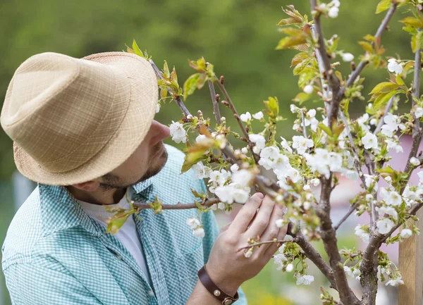 Tuinman op zoek na bomen — Stockfoto