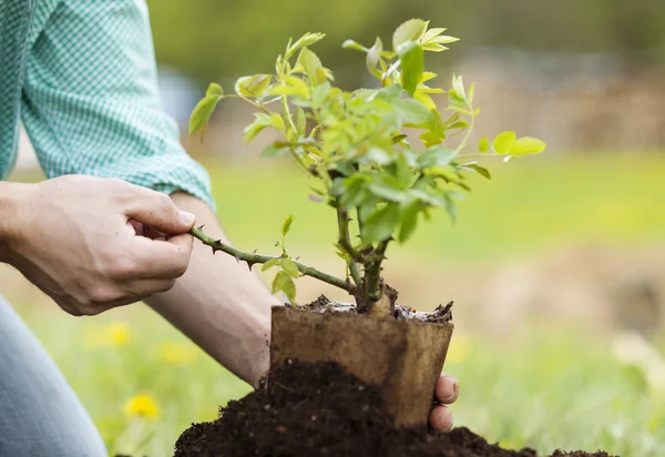 Manliga händer plantering litet träd — Stockfoto