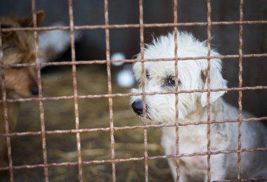 köpek ev için bekliyor
