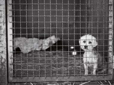 köpek ev için bekliyor