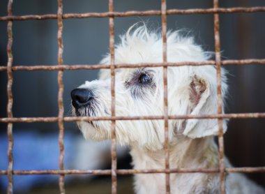 köpek ev için bekliyor