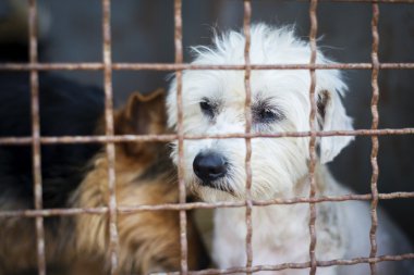köpek ev için bekliyor