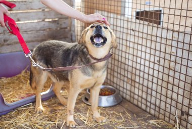 dilini ile köpek