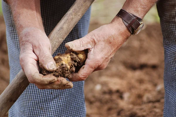 감자 수확 — 스톡 사진