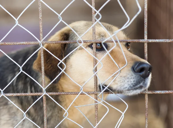Perro en refugio de animales — Foto de Stock