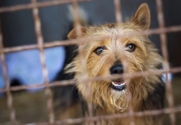 Perro en refugio de animales — Foto de Stock