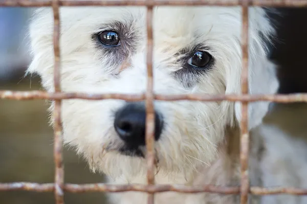 Cão em abrigo animal — Fotografia de Stock