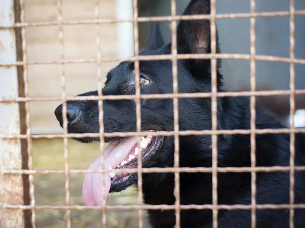 Anjing menunggu di rumah. — Stok Foto