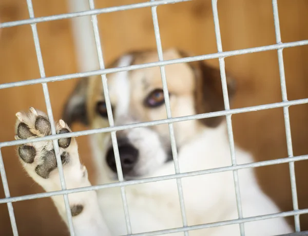 Hund wartet auf Zuhause — Stockfoto