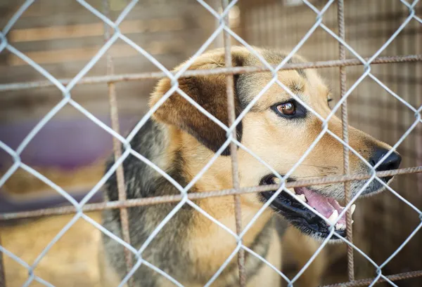 Dog in animal shelter — Stock Photo, Image