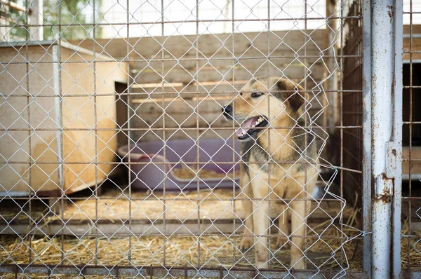 Cão sentado na gaiola — Fotografia de Stock