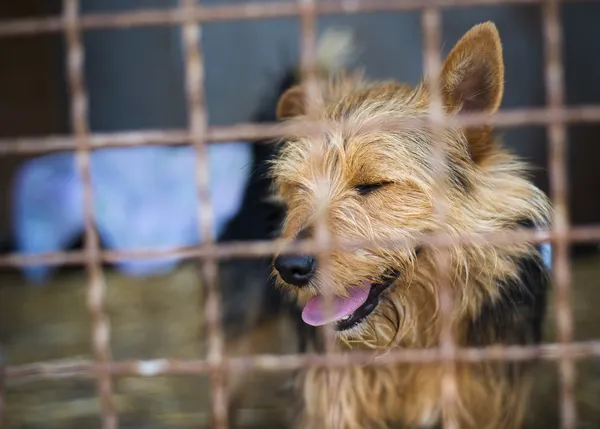 Perro en refugio de animales — Foto de Stock