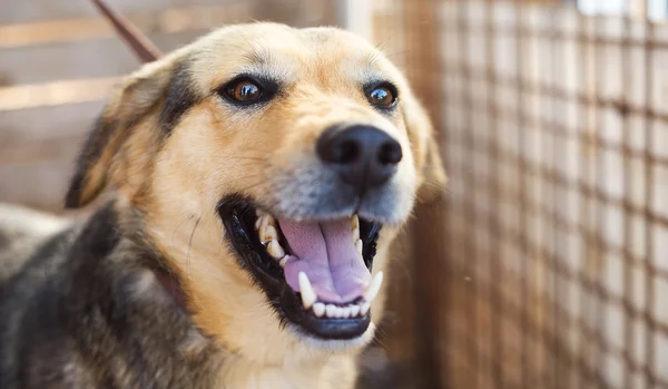 Cão com a língua furada — Fotografia de Stock