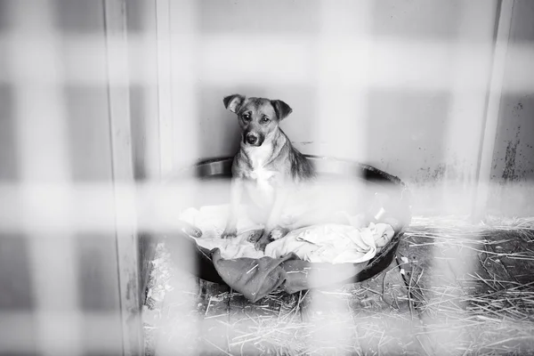 Dog in an animal shelter — Stock Photo, Image