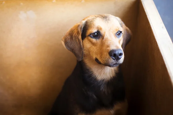 Hunden sitter i doghouse — Stockfoto