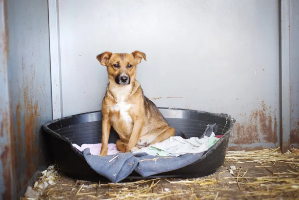 Cão sentado na casota — Fotografia de Stock