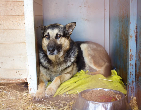 Cão sentado na casota — Fotografia de Stock