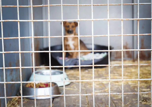 Chien dans un refuge pour animaux — Photo