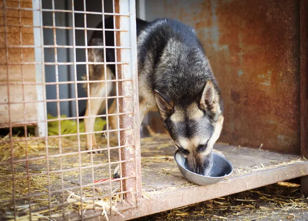 Anjing di tempat penampungan hewan — Stok Foto