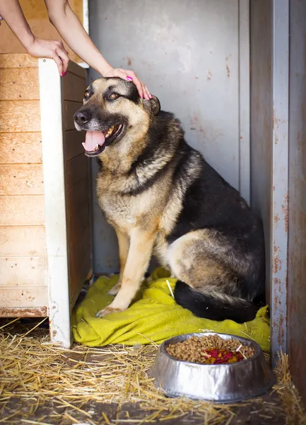 Main caressant le chien — Photo