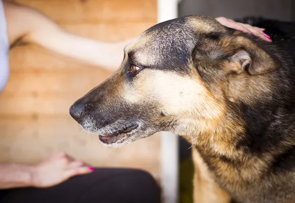 Köpek okşayarak el — Stok fotoğraf