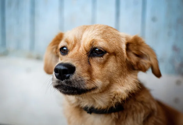 Cão castanho — Fotografia de Stock