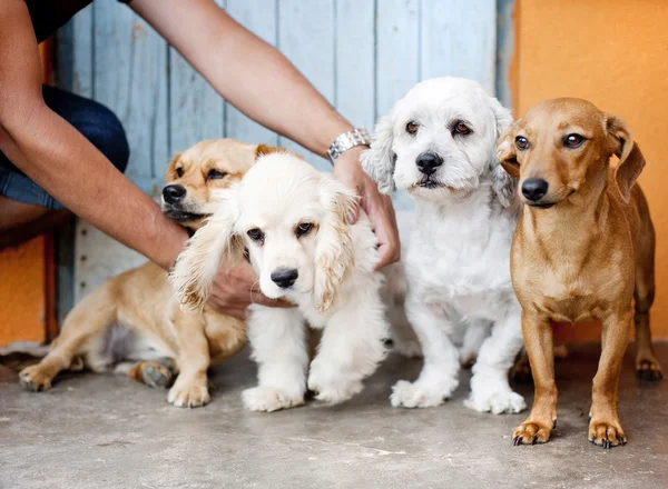 Gruppo di cani — Foto Stock