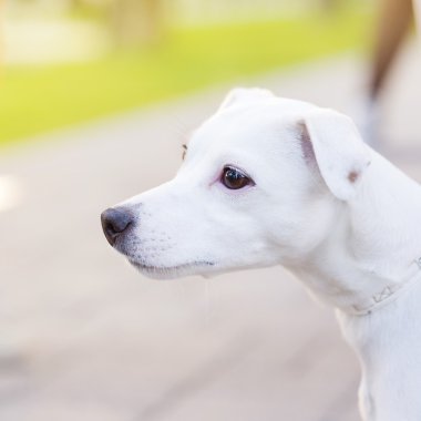 Tatlı beyaz köpek.