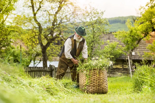 Farmář uvedení trávy do koše — Stock fotografie