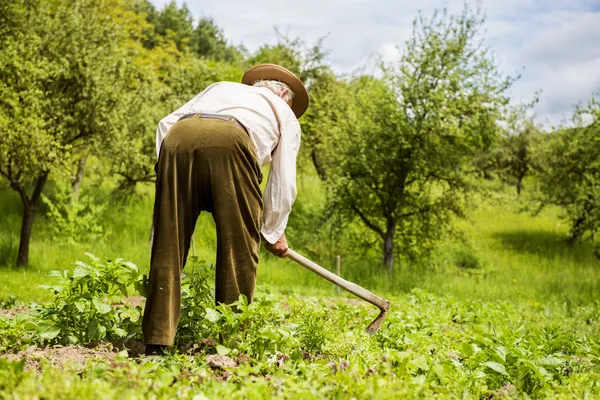 Agricoltore con un'erbaccia di zappa — Foto Stock