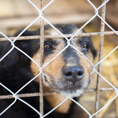 köpek ev için bekliyor