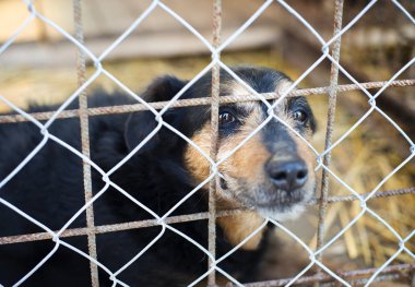 köpek ev için bekliyor