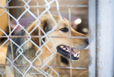 Hayvan barınağındaki köpek