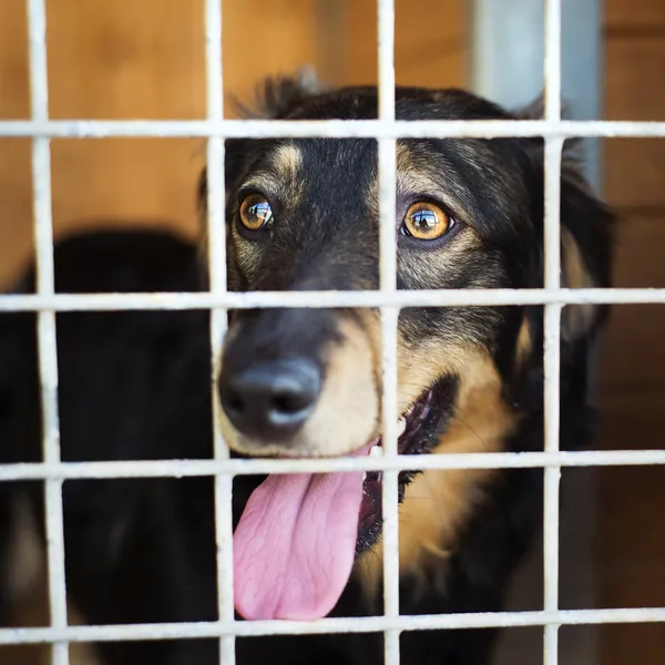 Cão à espera de casa — Fotografia de Stock