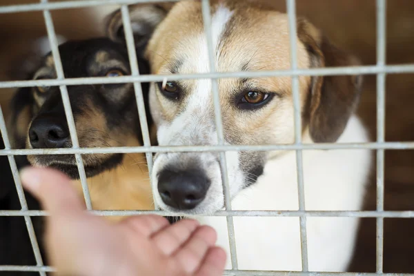 Hunde warten auf ihr Zuhause — Stockfoto