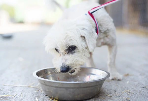 Cão comendo de tigela — Fotografia de Stock