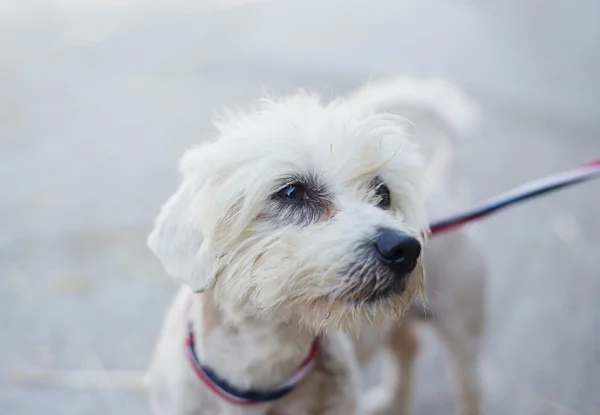 Schattige witte hond — Stockfoto