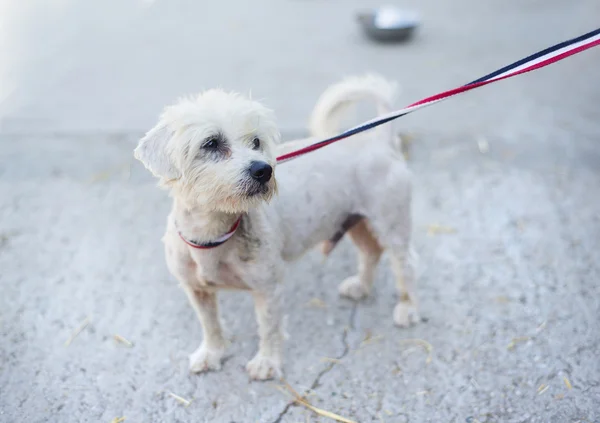 Schattige witte hond — Stockfoto